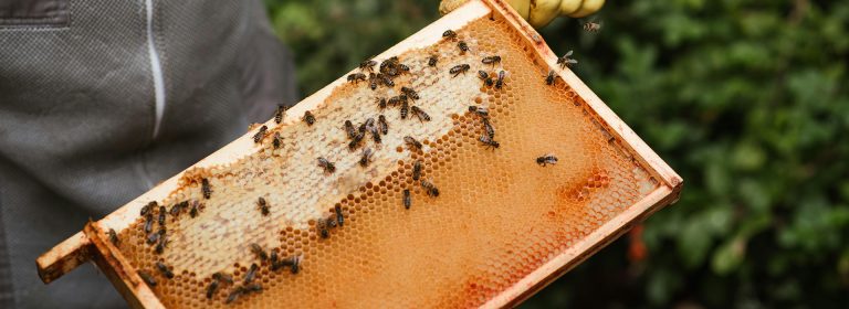 Bees write the love letters between flowers